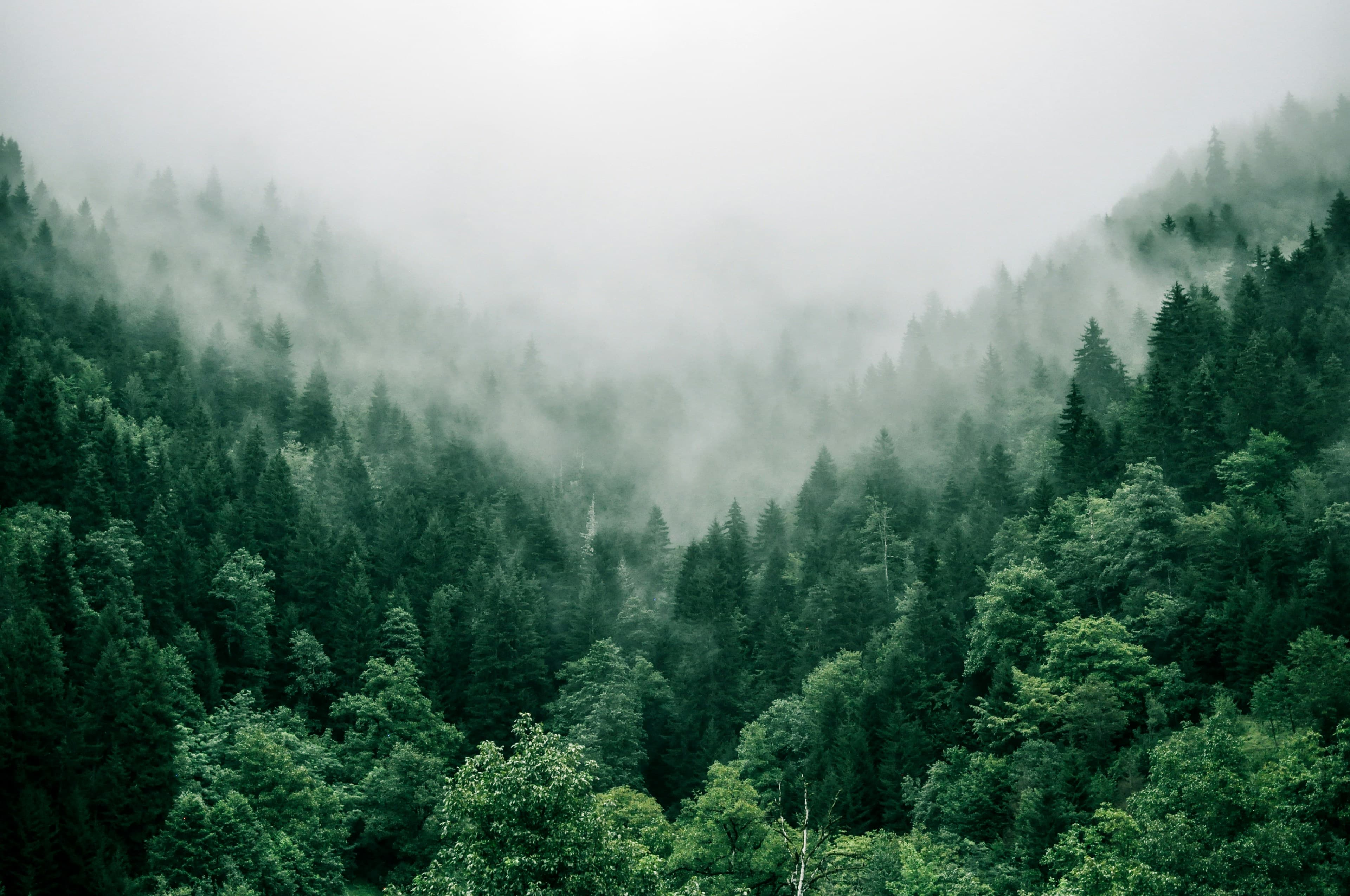 The Great Smoky Mountains — foggy peaks and Appalachian forest